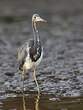 Aigrette tricolore