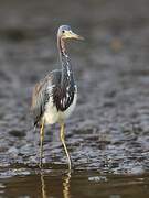 Tricolored Heron