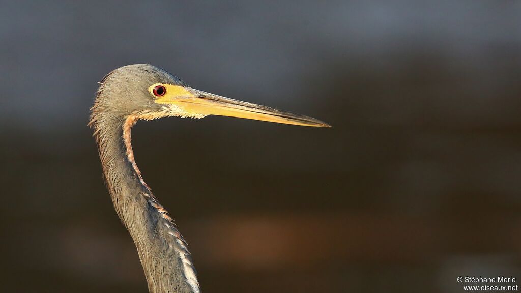 Aigrette tricolore