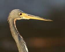 Tricolored Heron