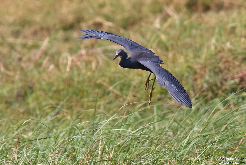 Slaty Egretadult