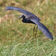 Slaty Egret