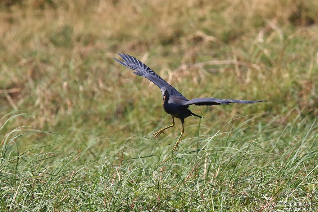 Slaty Egretadult