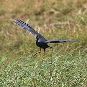 Aigrette vineuse