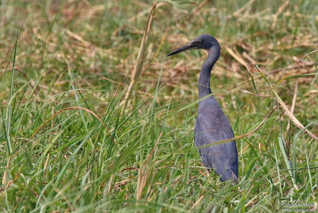 Slaty Egretadult