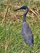 Aigrette vineuse