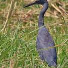 Aigrette vineuse