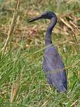 Aigrette vineuse