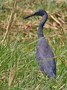 Slaty Egret