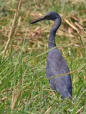 Aigrette vineuse