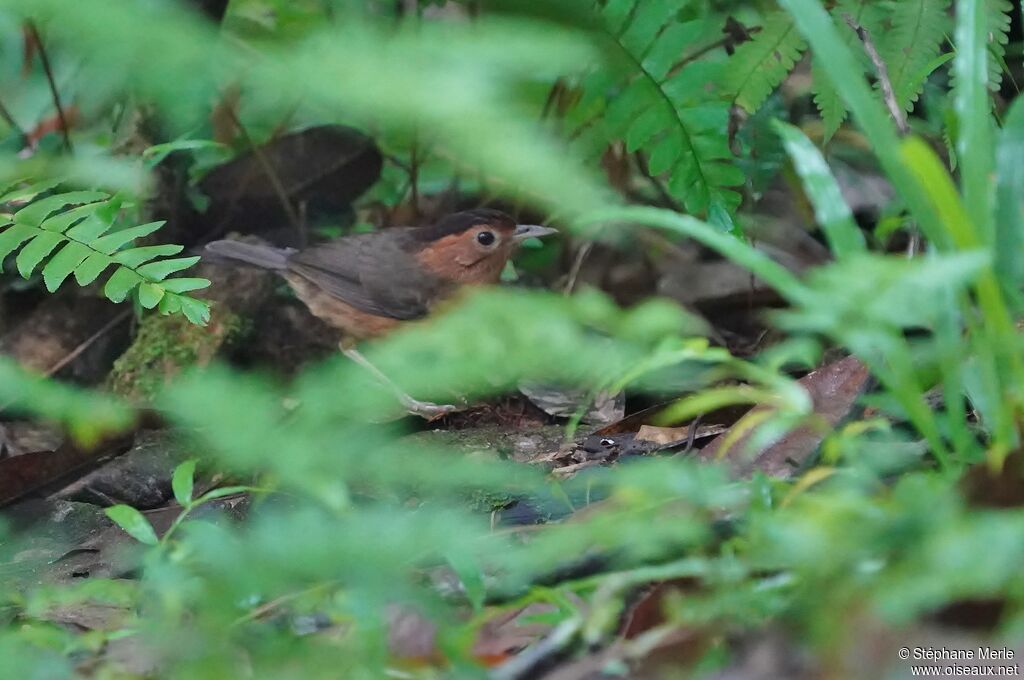 Brown-capped Babbleradult