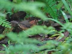 Brown-capped Babbler