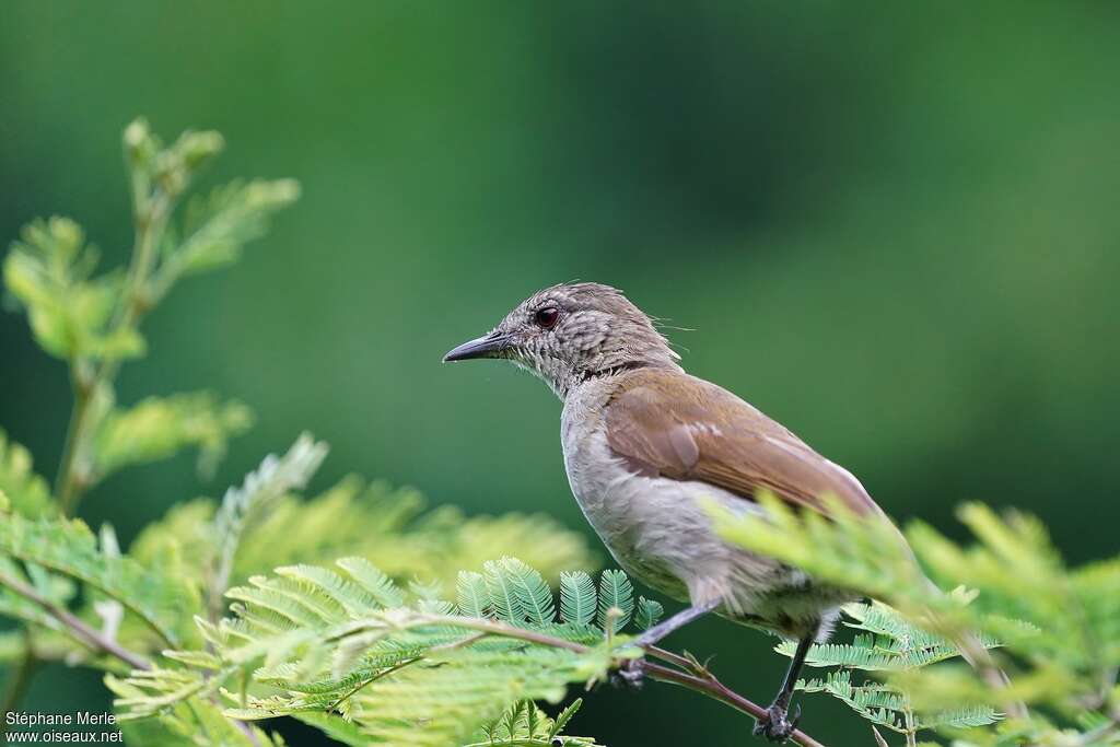 Akalat à poitrine écailléeadulte, identification