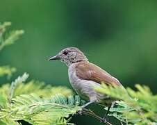 Scaly-breasted Illadopsis