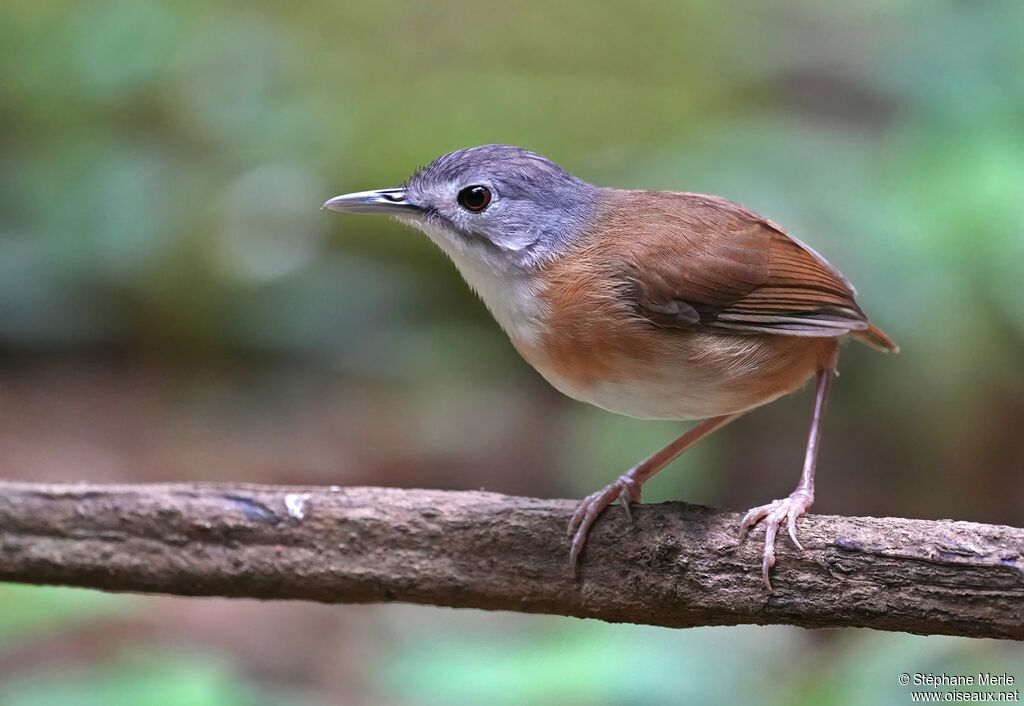 Akalat à tête cendrée