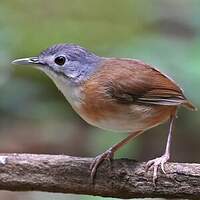 Akalat à tête cendrée