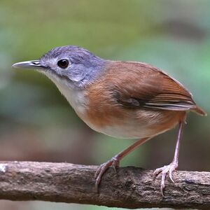 Akalat à tête cendrée