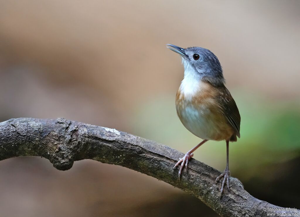 Akalat à tête cendrée