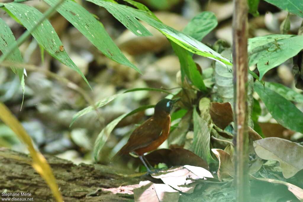 Chestnut-backed Antbirdadult, habitat, pigmentation