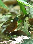 Chestnut-backed Antbird