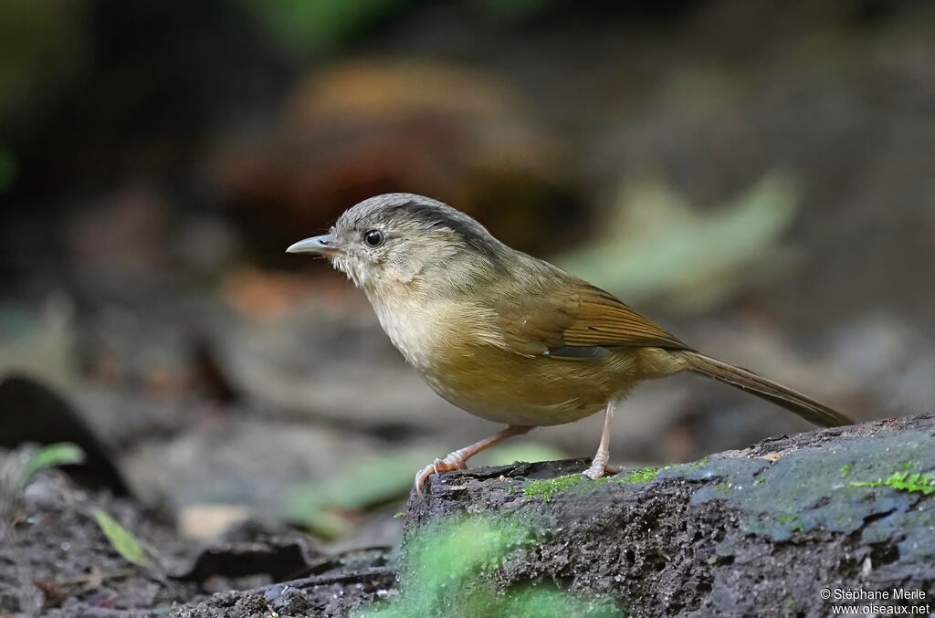 Alcippe à joues brunes