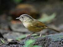 Alcippe à joues brunes
