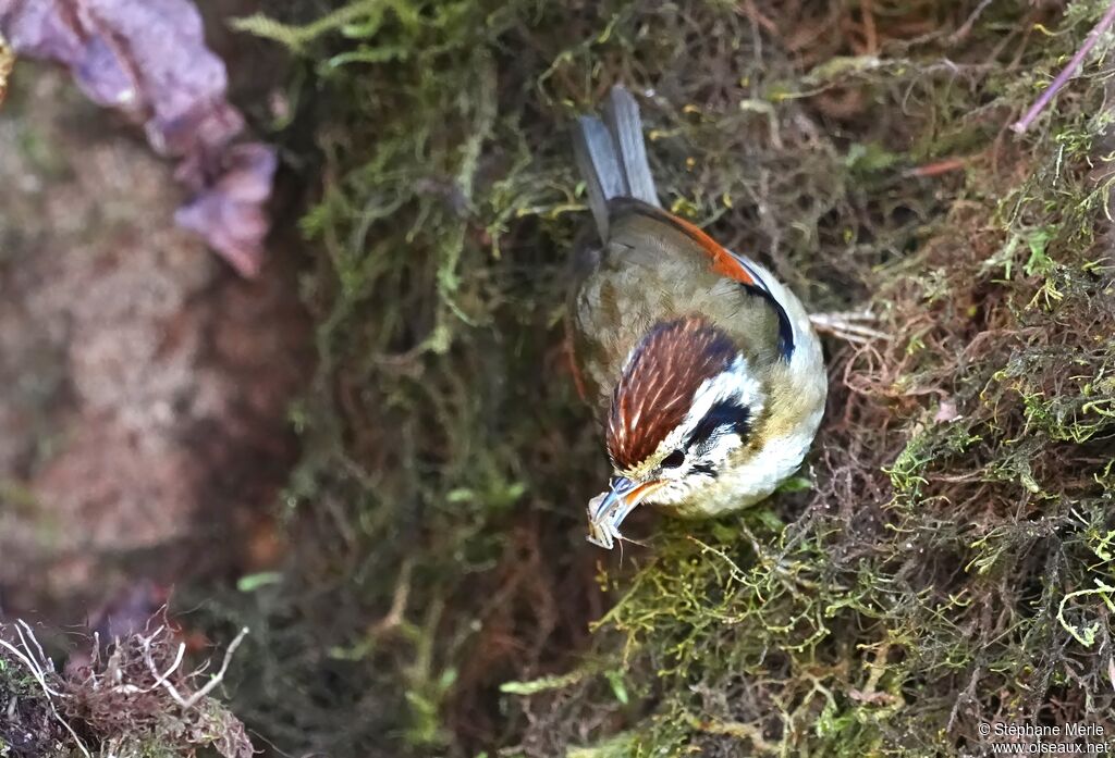 Alcippe à tête marron