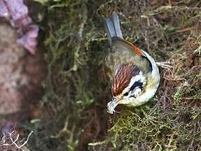 Alcippe à tête marron