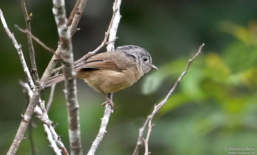 Alcippe de Ripponadulte