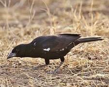 White-billed Buffalo Weaver