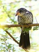 Red-billed Buffalo Weaver