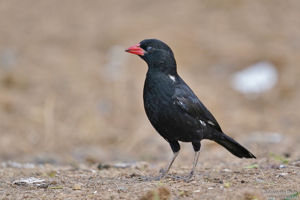 Red-billed Buffalo Weaveradult