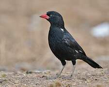 Red-billed Buffalo Weaver