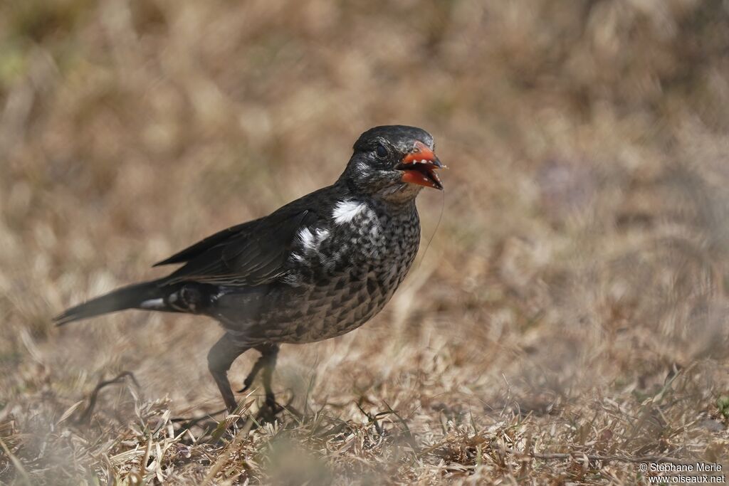 Red-billed Buffalo Weaverimmature