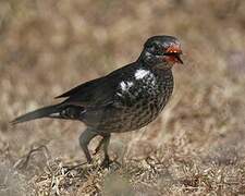 Red-billed Buffalo Weaver