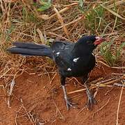 Red-billed Buffalo Weaver