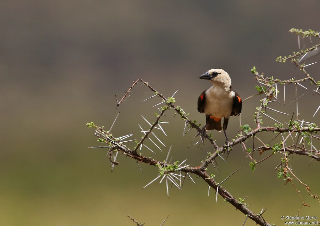 White-headed Buffalo Weaver