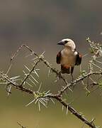 White-headed Buffalo Weaver