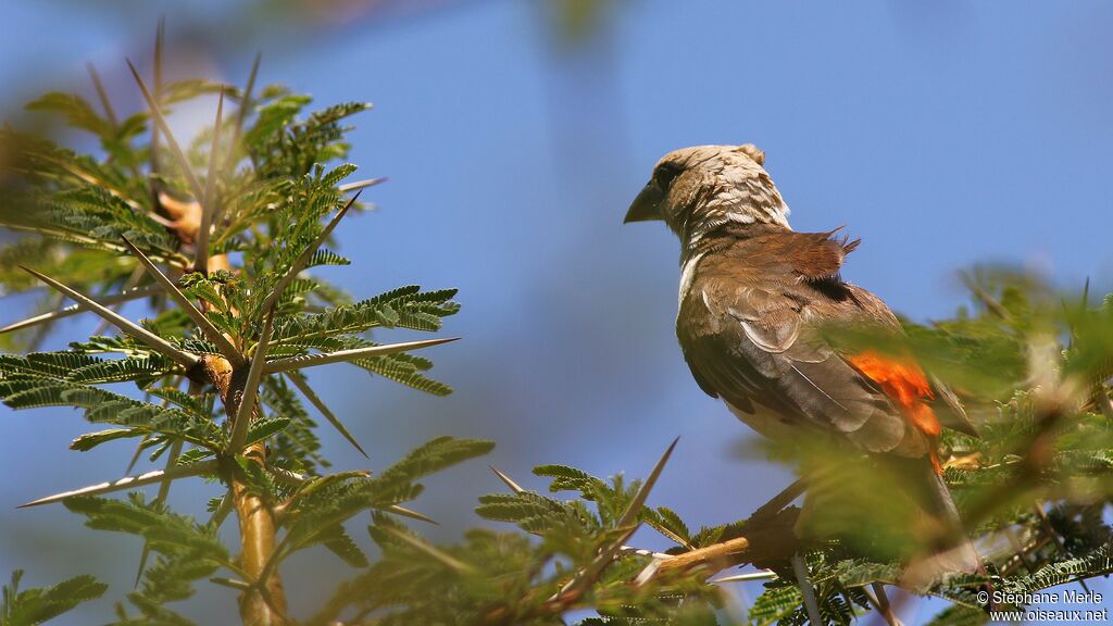 White-headed Buffalo Weaver