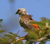 White-headed Buffalo Weaver