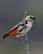 White-headed Buffalo Weaver