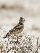 Pink-billed Lark