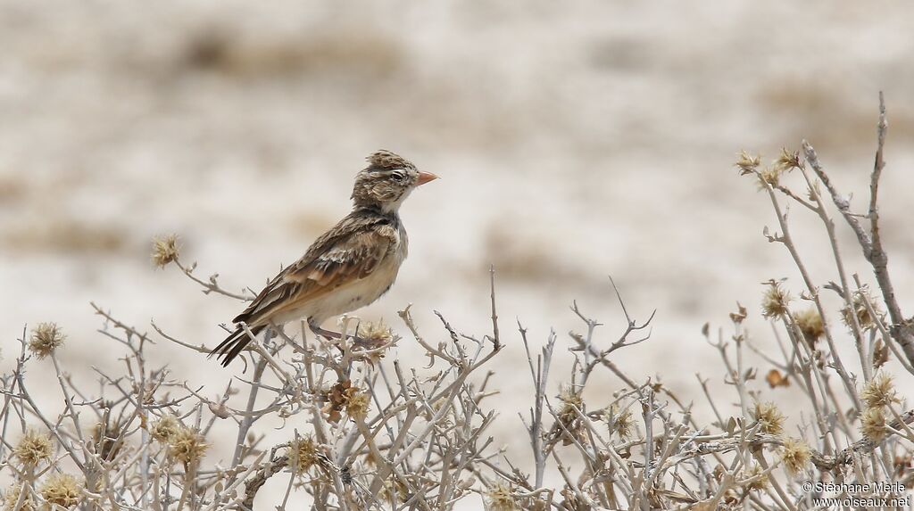 Pink-billed Lark