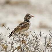 Pink-billed Lark