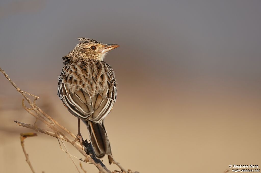 Rufous-naped Lark