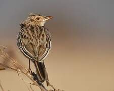 Rufous-naped Lark