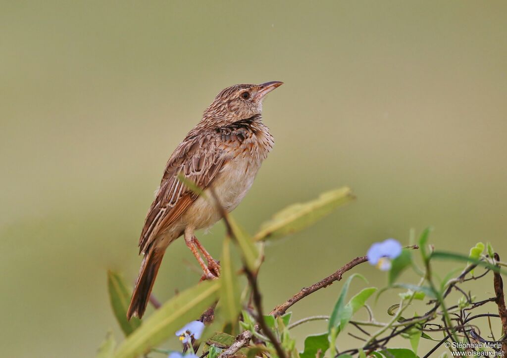 Rufous-naped Larkadult