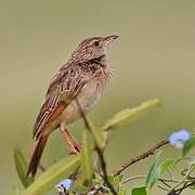 Rufous-naped Lark