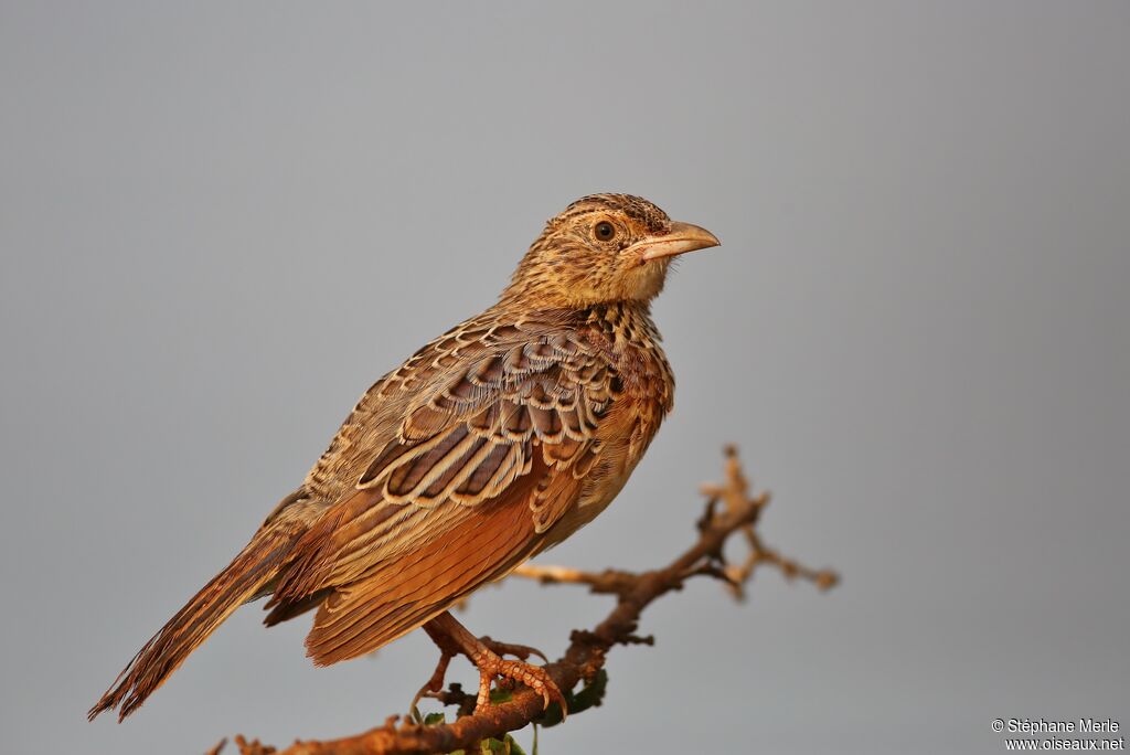 Rufous-naped Larkadult