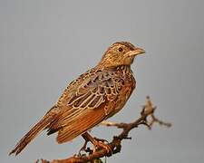 Rufous-naped Lark